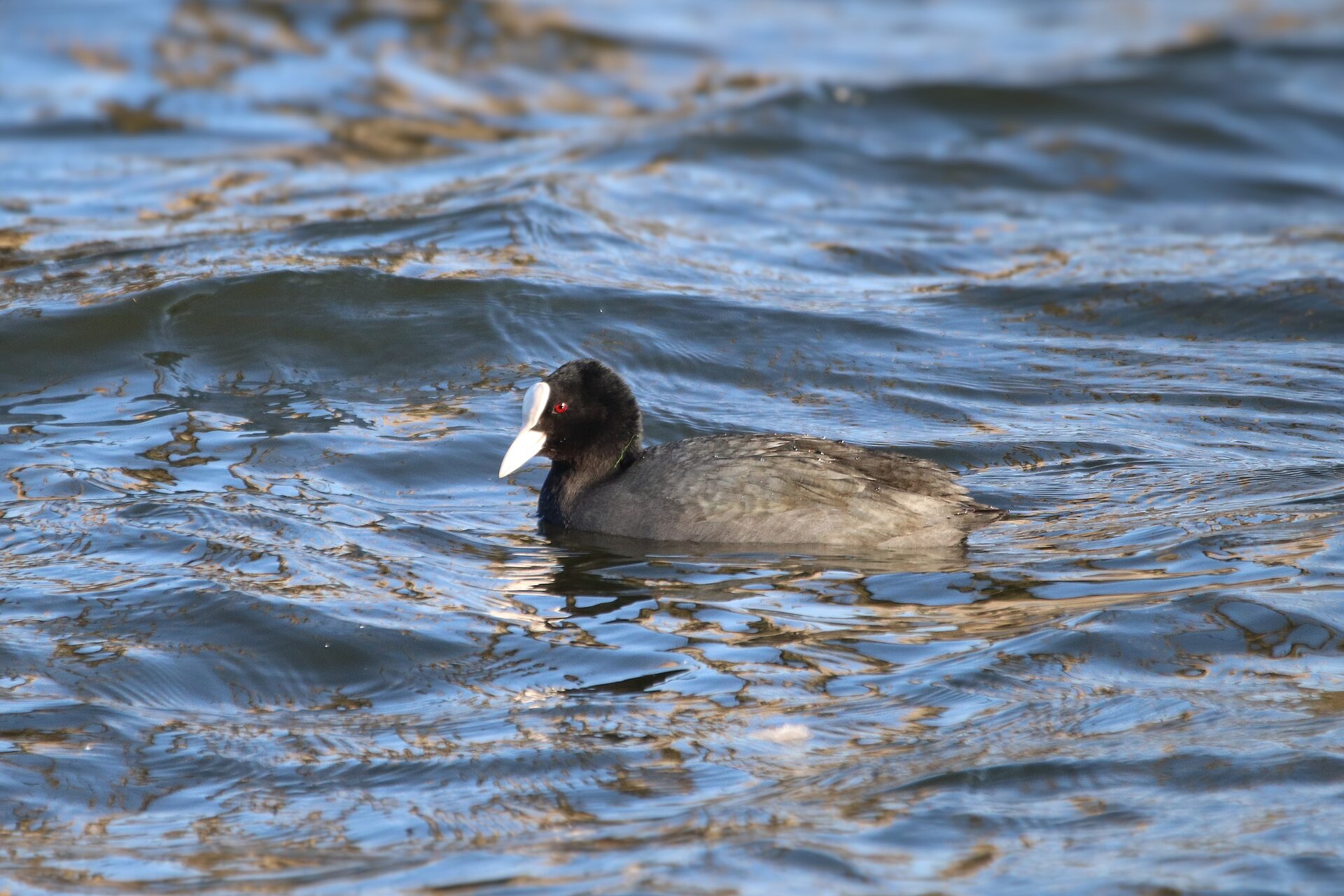 Ein Blässhuhn schwimmt im Wasser